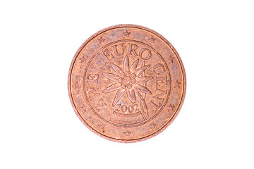 Blüte der Alpen-Edelweiß (Leontopodium nivale subsp. alpinum)