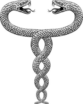 Two snakes intertwined serpents in a double helix spiral. Original illustration in a vintage woodcut engraving etching style.