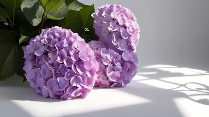 Lush purple hydrangea bush in full bloom with delicate, rounded clusters of flowers, isolated on a pristine white seamless background, illuminated by professional studio lighting.