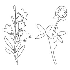 Simple line drawing botanical illustration of two delicate wildflowers on white background