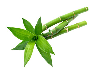 Fresh Green Bamboo isolated on a transparent background for Design Projects