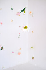 Delicate flowers suspended in a bright, minimalistic space, creating a serene atmosphere with ample copy space for text and design elements in a spring-themed postcard template