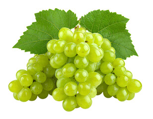 Fresh Green Grapes on Vine - isolated on a transparent background for Design Projects