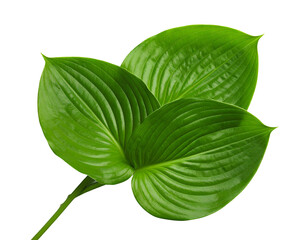 Fresh Green Hosta Plant Leaves isolated on a transparent background.