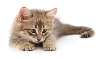 Fluffy kitten lying isolated on white background