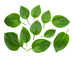 Fresh Green Hosta Plant Leaves isolated on a transparent background.