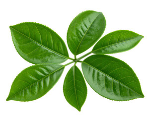 Fresh Green Leaves isolated on a transparent background Professional Botanical Image