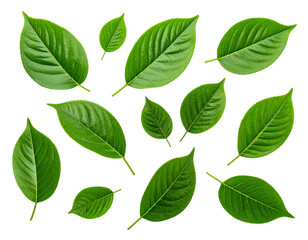 Fresh Green Leaves isolated on a transparent background Professional Botanical Image