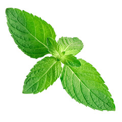 Fresh green mint leaves isolated on a transparent background. 