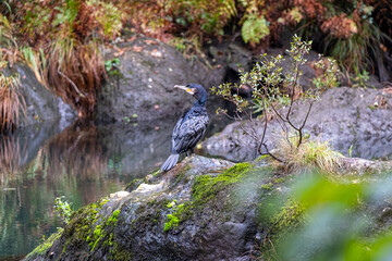 Cormorant resting in its natural habitat
