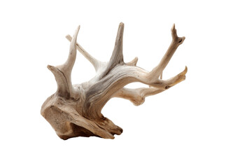 Obraz premium Intricate driftwood sculpture natural art piece, Isolated On Transparent Background, Png