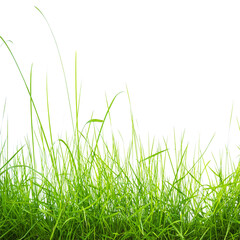 Green Grass PNG, Realistic Fresh Lawn with Transparent Background, Isolated Nature Element