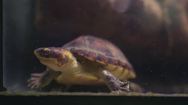 The turtle and bastard swimming underwater