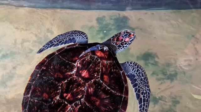 Top down view of a beautiful young sea turtle with a patterned shell swimming in a conservation pool at the Koggala Hatchery in Sri Lanka