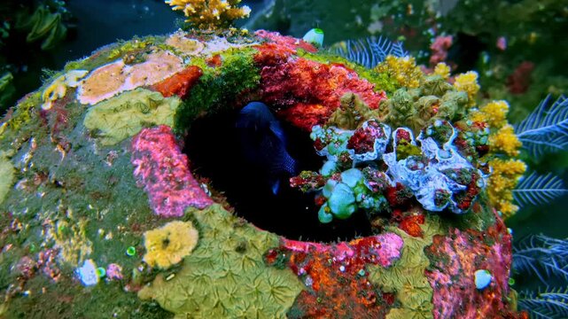 A fragment of an underwater structure, densely covered with dark green and brown vegetation, around which numerous small orange and dark tropical fish circle.