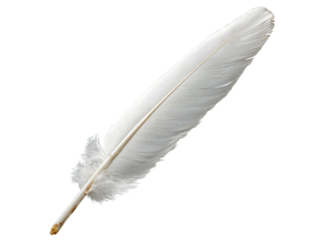 Single white feather isolated on black background elegant nature, Isolated On Transparent Background, Png