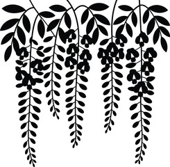 Delicate black silhouette of hanging wisteria flowers and leaves on a white background