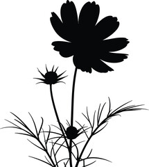 Delicate cosmos flower silhouette against a clean white background