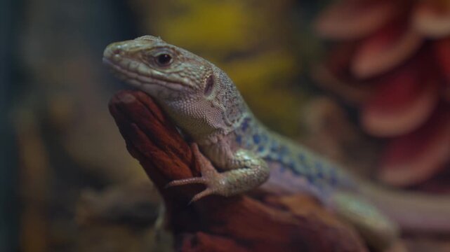 Lizards blink, sharp eyes, close-up shot