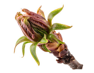 New Flower Bud Blooming isolated on a transparent background.