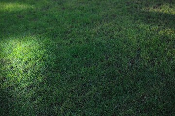green grass background