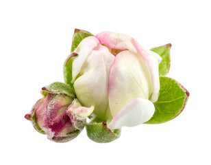 New Flower Bud Blooming isolated on a transparent background.