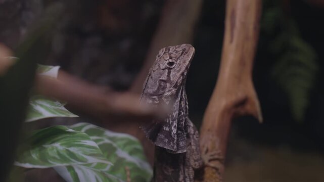 The sharp gaze of the umbrella lizard fixed its target