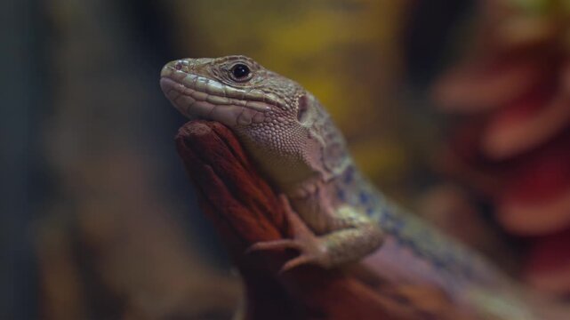 Three little lizards