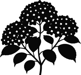 Elegant black silhouette of a blooming hydrangea flower cluster on a white background silhouette