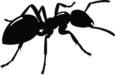 Detailed silhouette of an ant insect isolated on a for scientific or design use isolated on transparent background