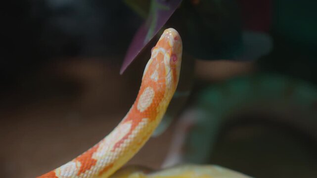 The snake opens its mouth and emits its tongue to sniff out its prey.