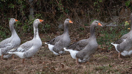 Geese walking in a line together in the field