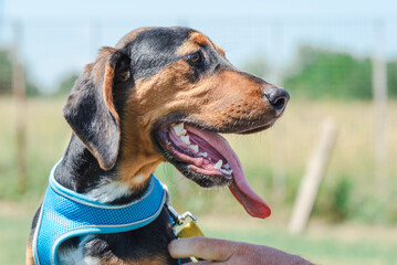 Close up portrait of the rescued hunting dog puppy with a blue dog harness 