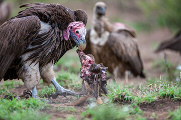 South Africa, Kruger National Park, Lappet-faced Vulture (Torgos tracheliotos)