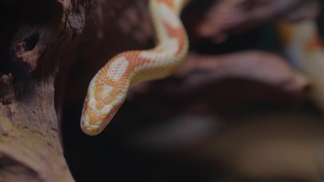 Close-up real shot of a snake searching for prey