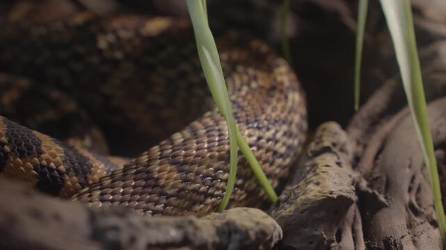 The snake curls up into a ball to hibernate through the winter.