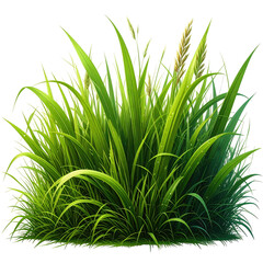 Lush green grass clump with detailed blades and seed heads.