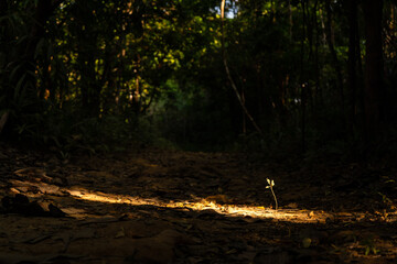 A tiny tree stood out in the forest, its presence accentuated by the narrow beams of sunlight that managed to reach it.