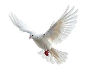 Elegant white dove in flight with wings spread wide.