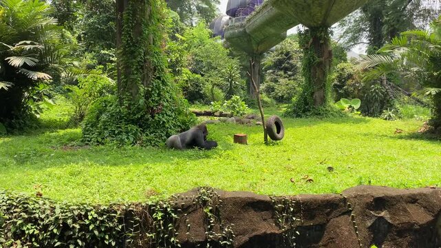 A gorilla on the green grass park at zoo