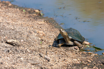 South Africa, Kruger National Park, Serrated Hinged Terrapin (Pelusios sinuatus)