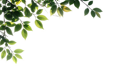 Fresh green leaves and tree branches against a bright white background.