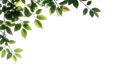 Fresh green leaves and tree branches against a bright white background.
