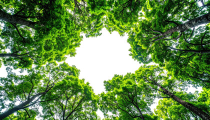 Looking Up Through A Vibrant Green Tree Canopy Towards The Bright Sky.