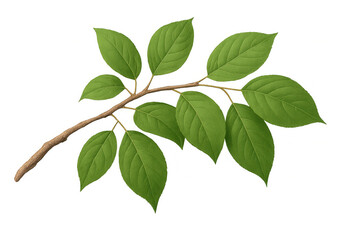 Fototapeta premium Green branch with fresh leaves on transparent background, ideal for nature, growth, and environmental concepts