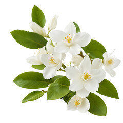 Obraz premium natural Jasmine flower isolated on transparent background
