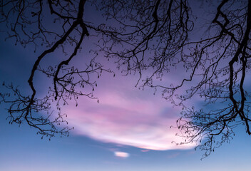 Nacreous clouds in the sky behind branches