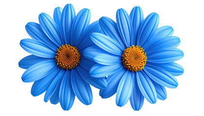 Two vibrant blue daisy flowers with detailed orange centers isolated on white.
