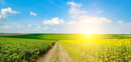 Rural dirt road through sunflower and green fields under bright summer sun with blue sky, scenic countryside agriculture background and copy space for nature and farming concepts