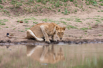 South Africa, Kruger National Park, Lion (Panthera leo), female